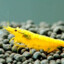 Yellow Shrimp