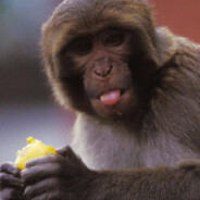 君妹妹的大哥哥