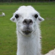 LLama