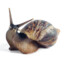 snail