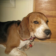 Dodoy the dog