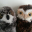 OWLS