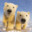 Polar #VON #FREESHEFF #6 #7