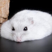 [DUS]хомяк Prostoj