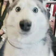 七步之外枪马 七步之内枪又快又马