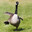 Silly Goose
