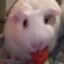 Depressed Guinea Pig