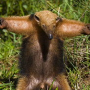 BELLINGHAM O ILUMINADO