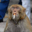 Avatar of Bananenbieger