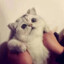 顶天立地F俊