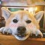樱桃小丸犊子