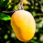 Gucci Mango