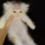Gato Calvo♥