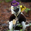 Pimpboomafoo