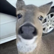 DoughDeer