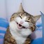 刘大爷的猫