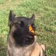 ๋