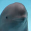 porpoise