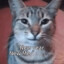Cat 猫