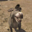 horsepeek666