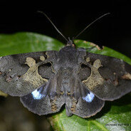 Noctuidae
