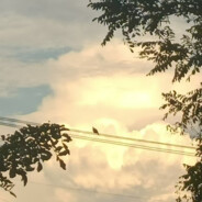 十八岁纯情男大