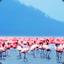 [1068‽] FlamingoMan16