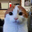 Meow