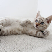 战锤40k和p社玩家