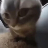 DIZZERT - steam id 76561198387253820