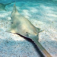 sssawfish