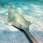 sssawfish