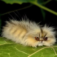 Котогусеница