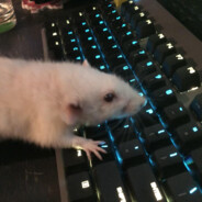 Rat Gaming