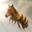 Bee Horse