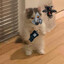 Steam avatar