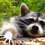 luv Ленивый Enotik