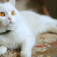 坤坤亲你小眼睛