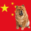 China Dog 3