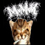 Smoqueed