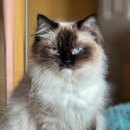 FREYA