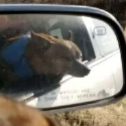 a brown dog in a mirror