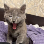 𝐳𝐞𝐧𝐱𝐜𝐢𝟒