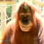 Evil Monkey