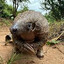 Pangolin Enthusiast's avatar