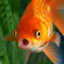 Pregnantgoldfish