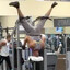 sciencebasedlifter