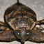 Water Bug