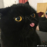ʚ我的猫儿ɞ
