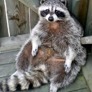 Massive Racoon